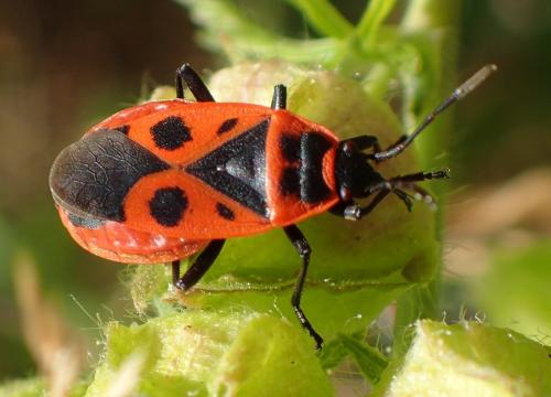 Réf. 236 613 : Pyrrhocoris apterus